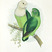Gray-headed Lovebird